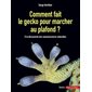 Comment fait le gecko pour marcher au plafond ?