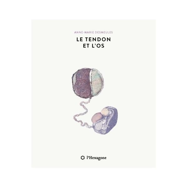 Le tendon et l'os