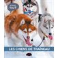 Les chiens de traîneau