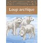 Loup arctique