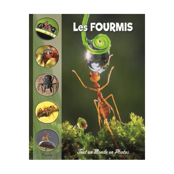 Les fourmis