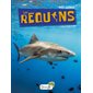 Les requins, P'tit curieux